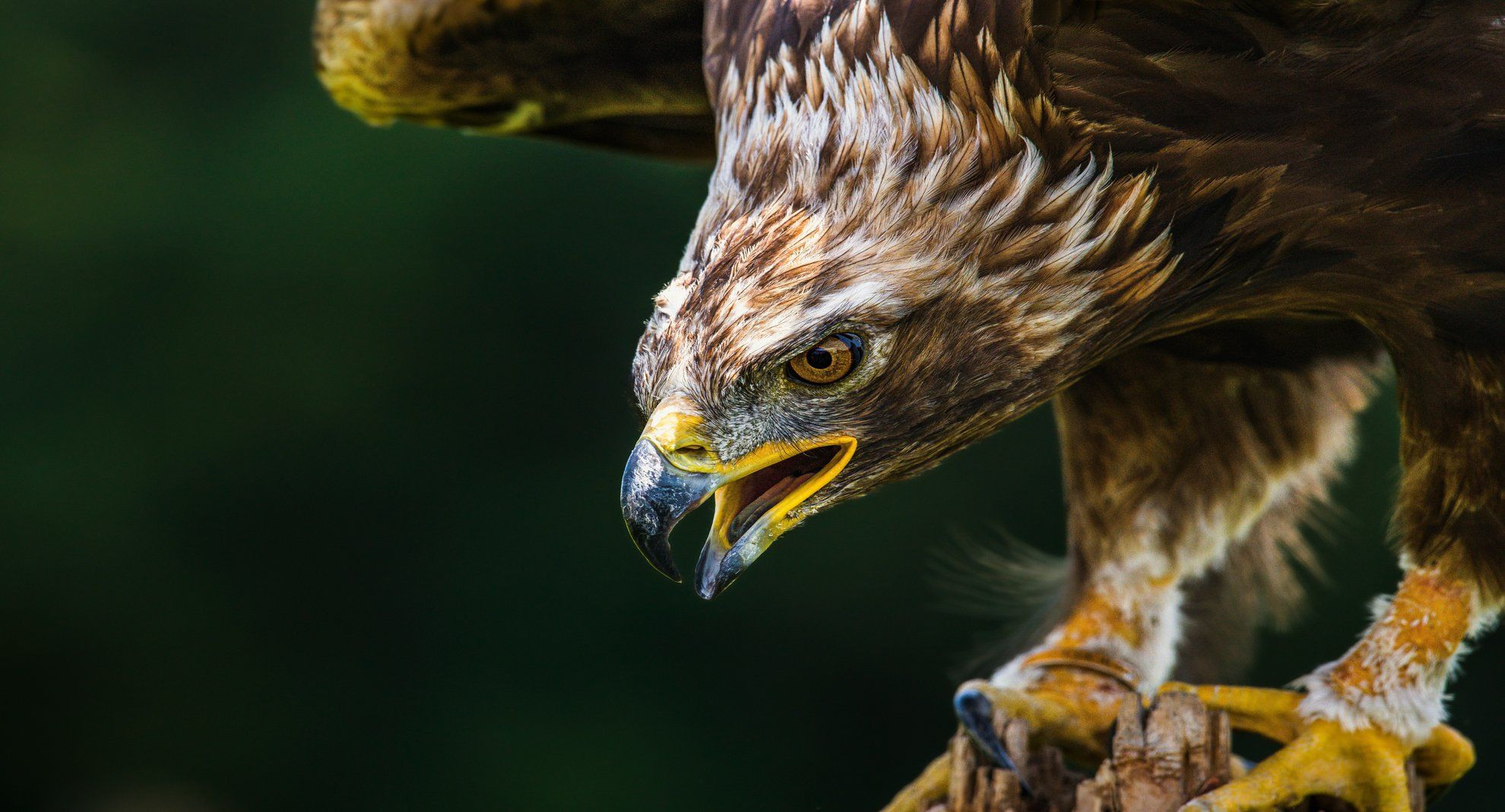 aigle royal