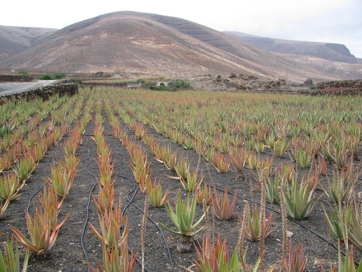 Aloe vera plantation