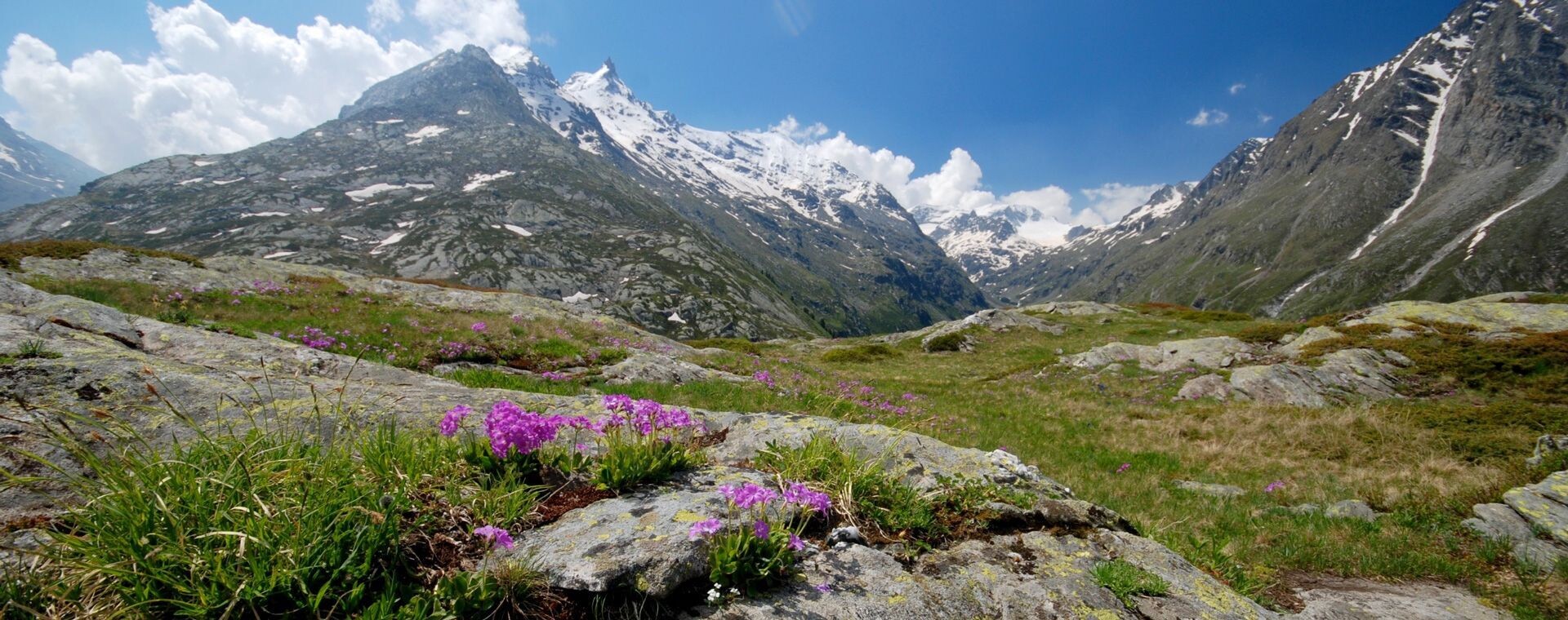 Alpine flowers and snowy peaks - Savoie - France