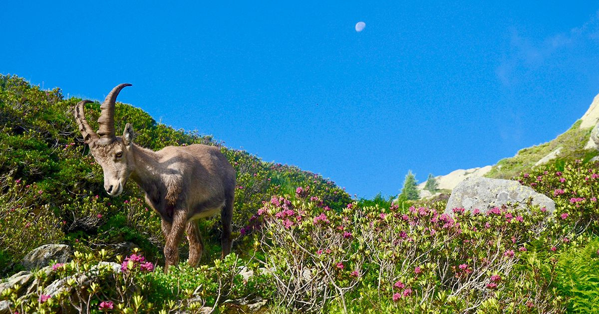 Alpine ibex among rhododendrons in the mountains - Alps