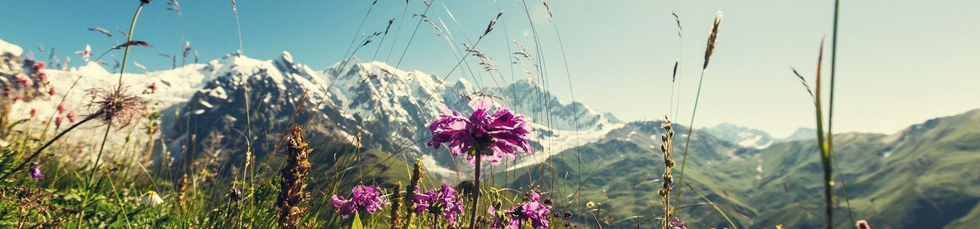 Alpine flowers and snowy peaks - Tour du Mont-Blanc - Alps