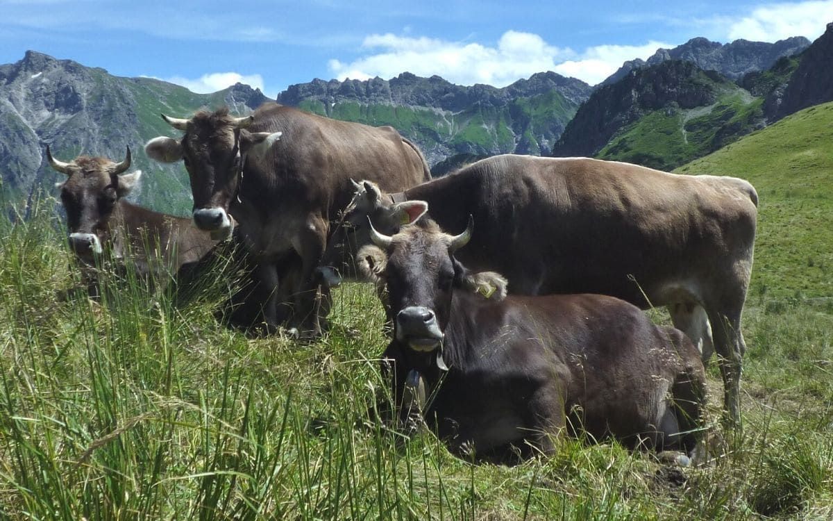 High pasture in Allgäu, Bavaria