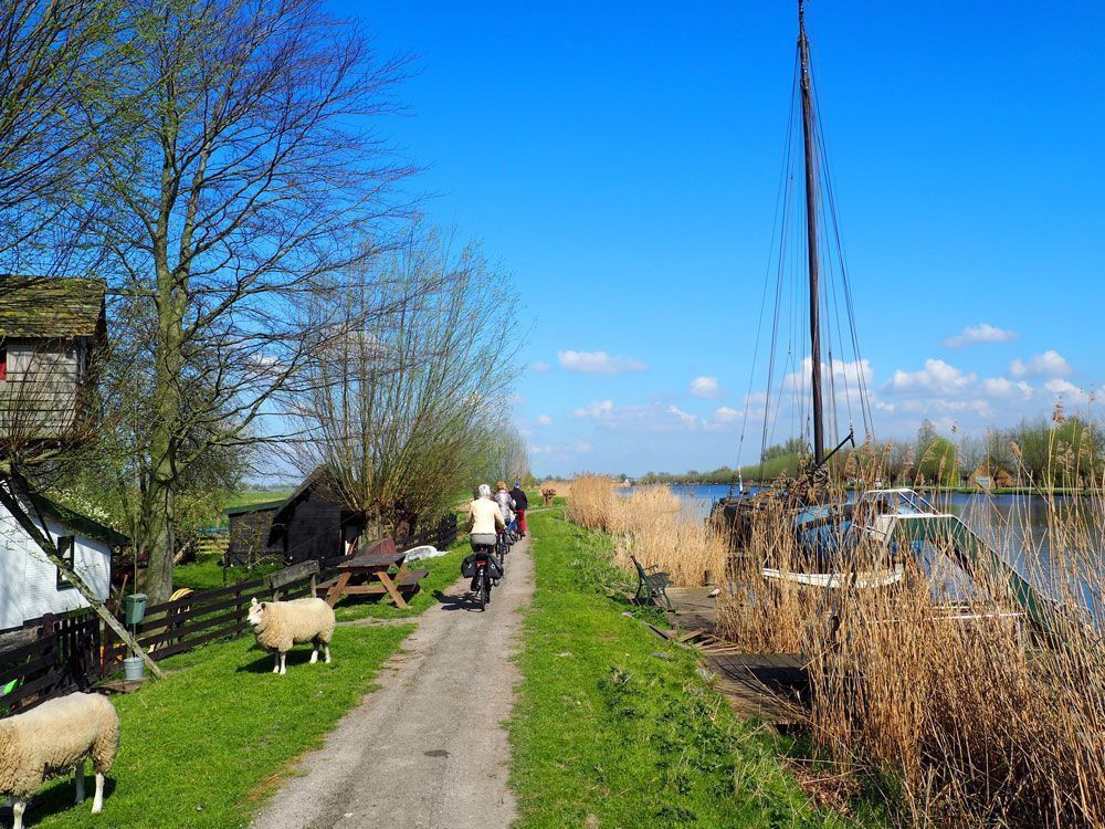 Cycle path along the Amstel with sheep in the Netherlands © David Praire