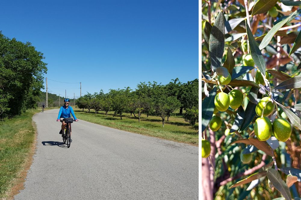 Fruit trees along the Ventoux road © Charlotte Laventureux
