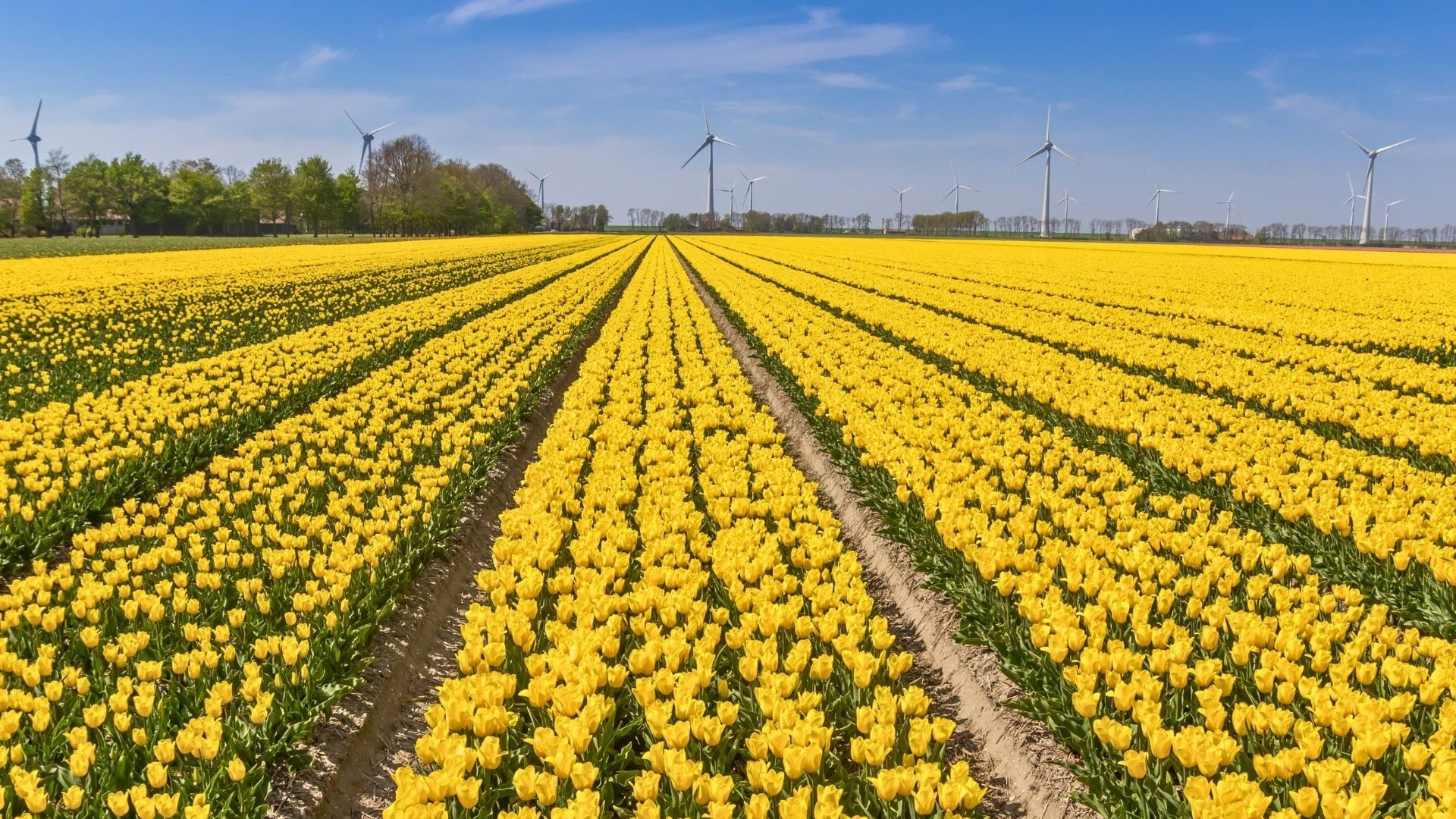 blog article Netherlands tulip parks in Flevoland