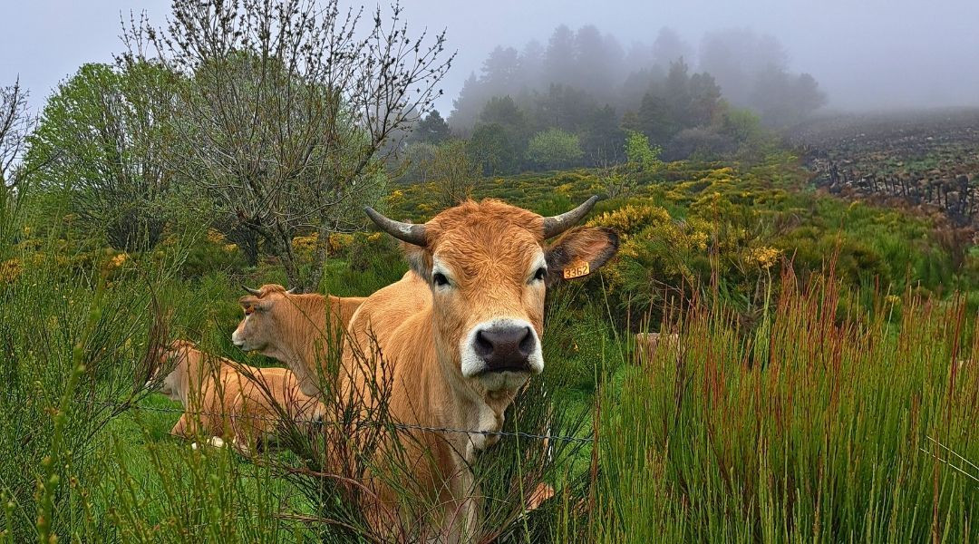 Aubrac cows