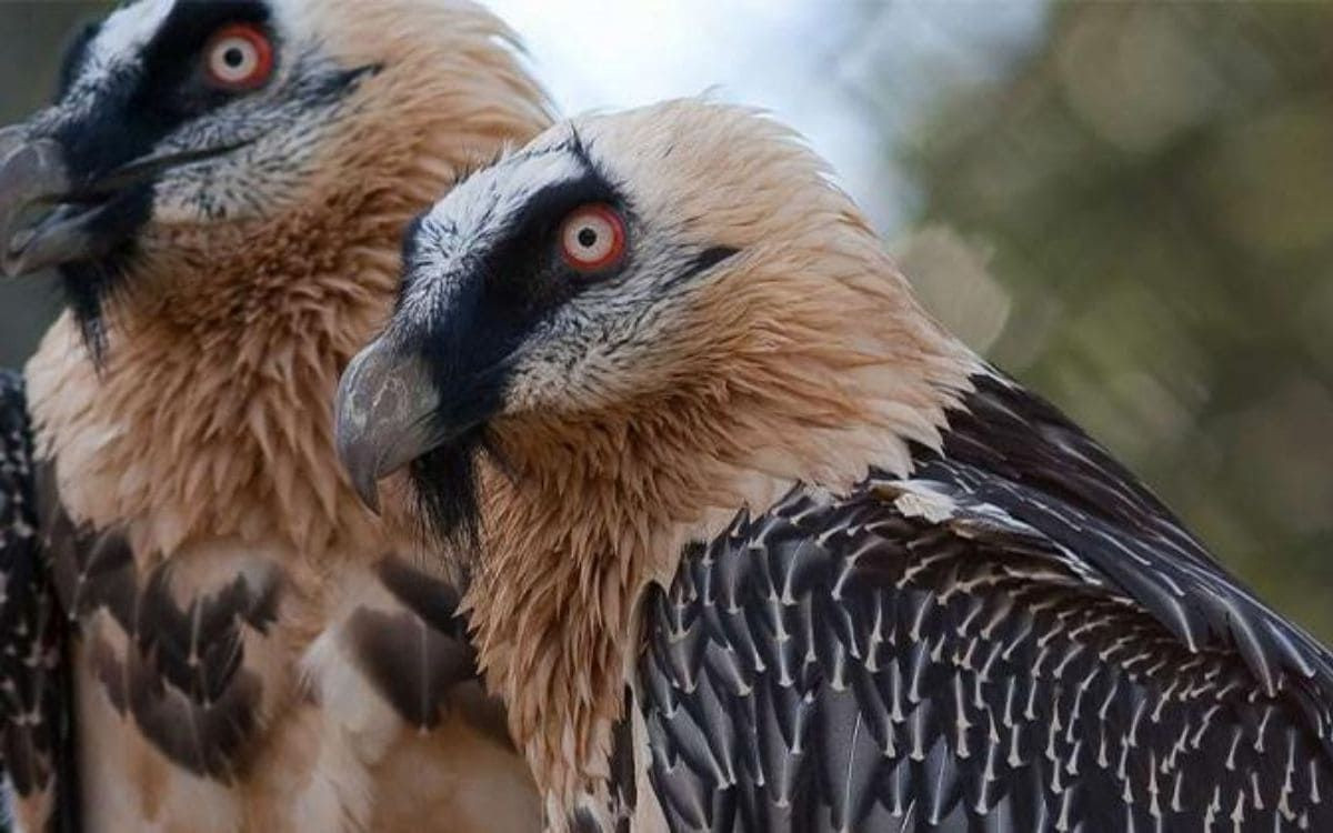 Bearded vultures in flight - Pyrenees