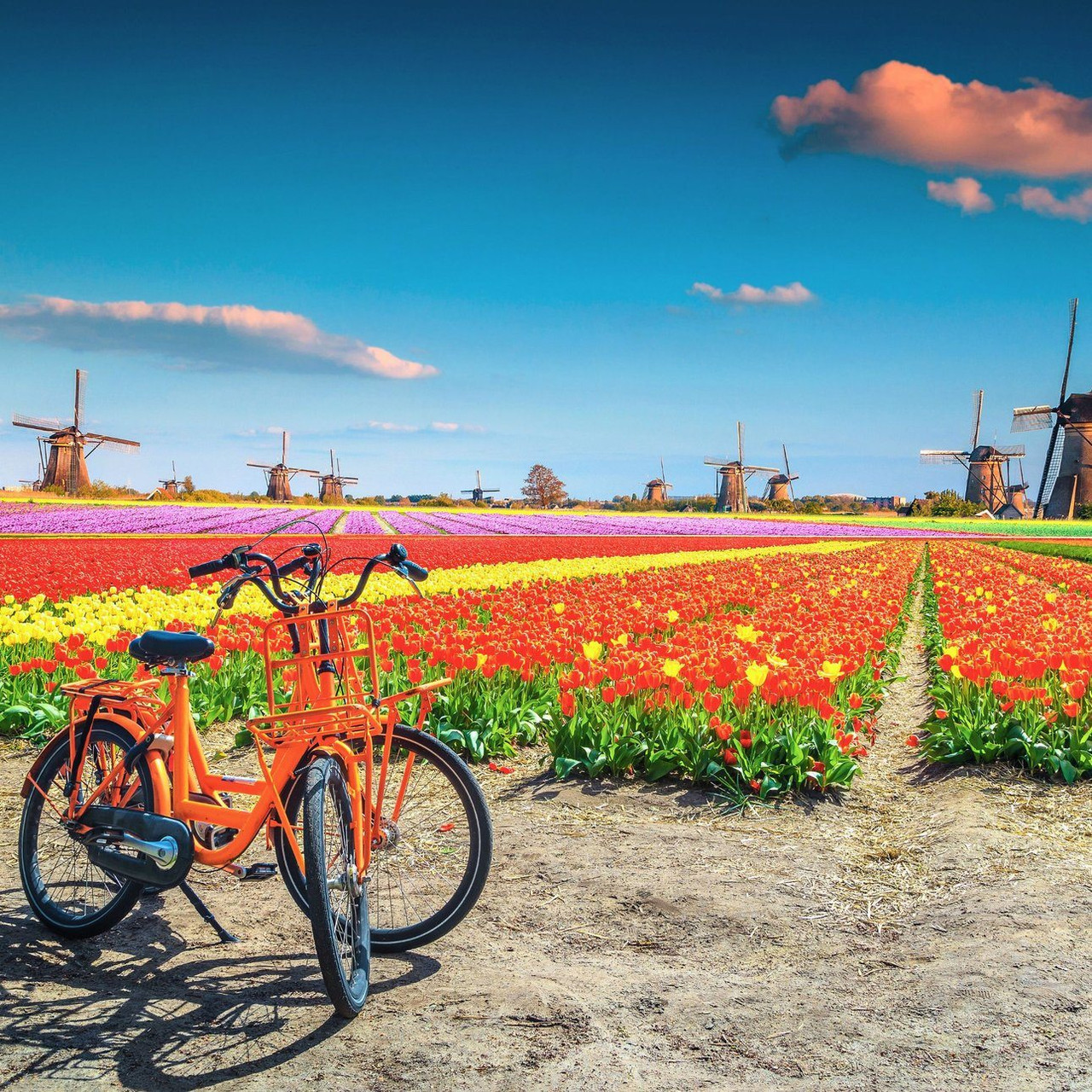 Family cycling holidays in the Netherlands