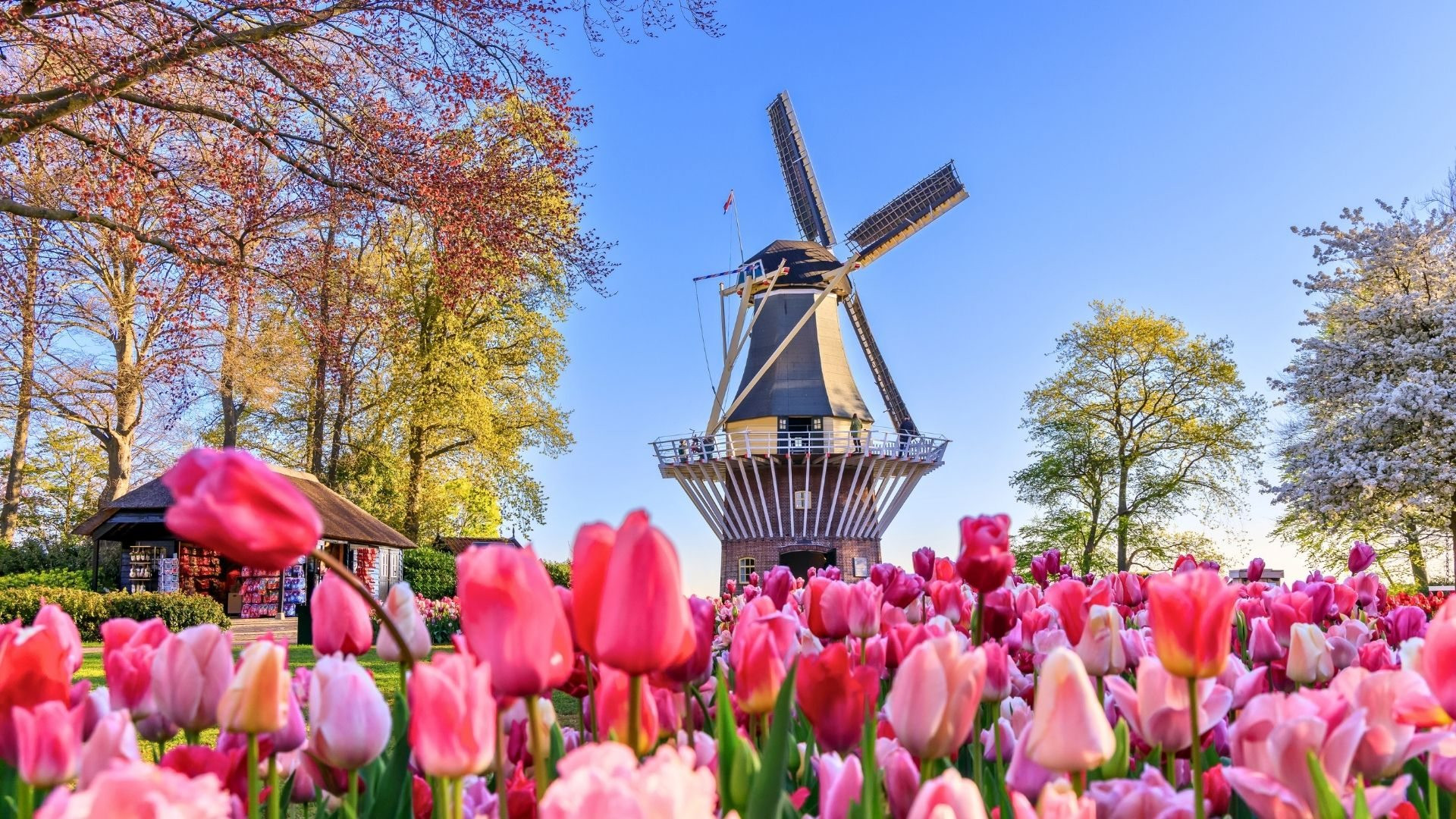 blog of the most beautiful Keukenhof tulip parks