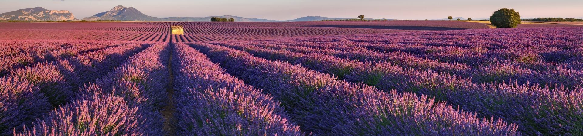 Lavender fields in bloom at sunset - Valensole Plateau - Provence - France