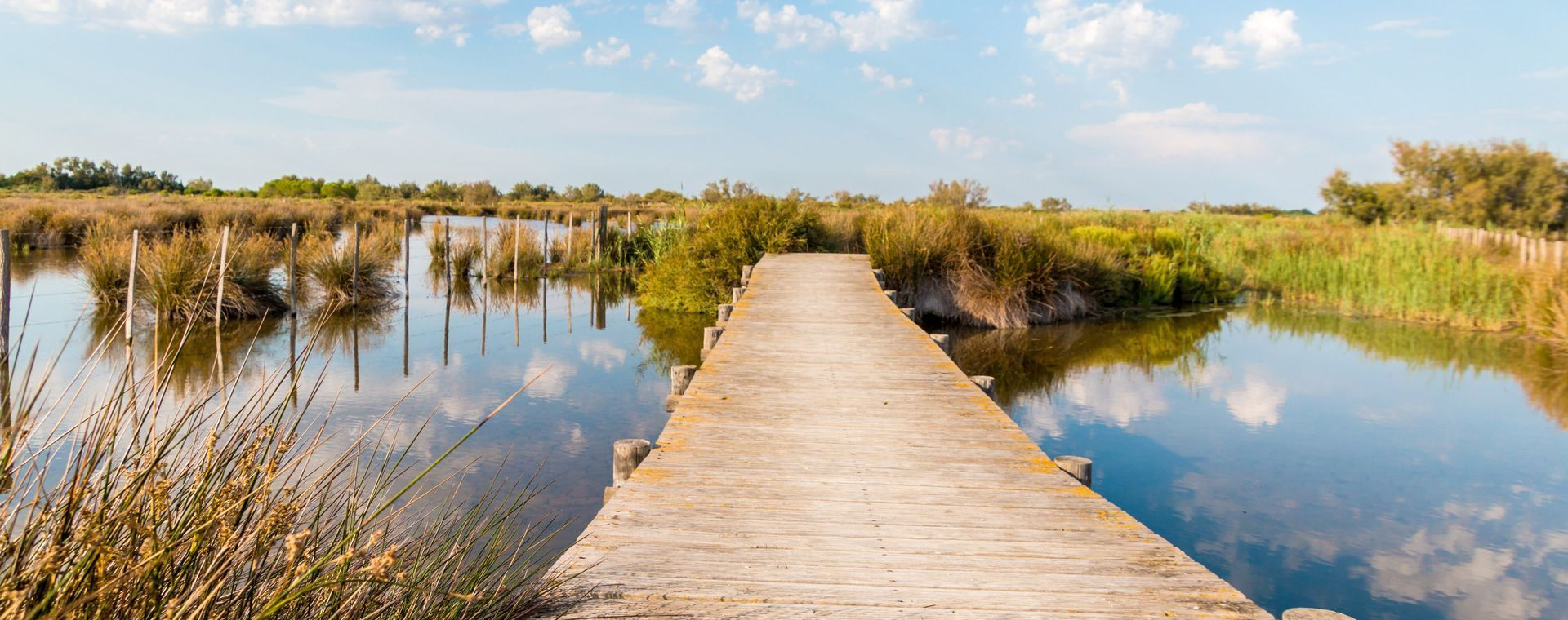 Boardwalk through the marshes - Camargue - France