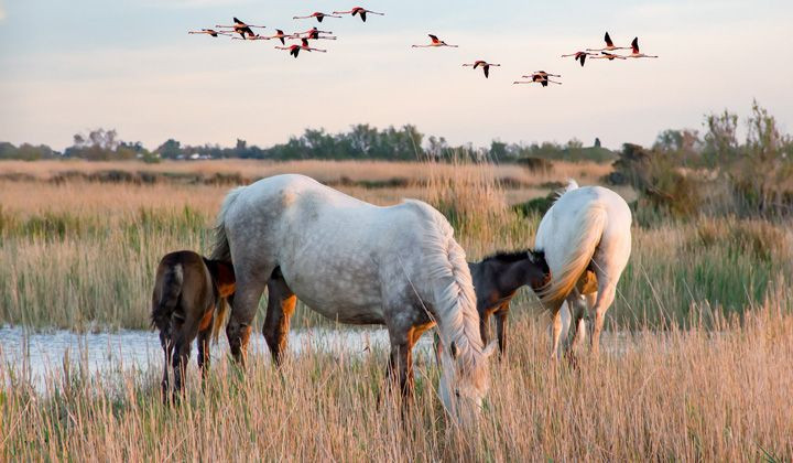 White horses and pink flamingos in the marshes - Camargue - France