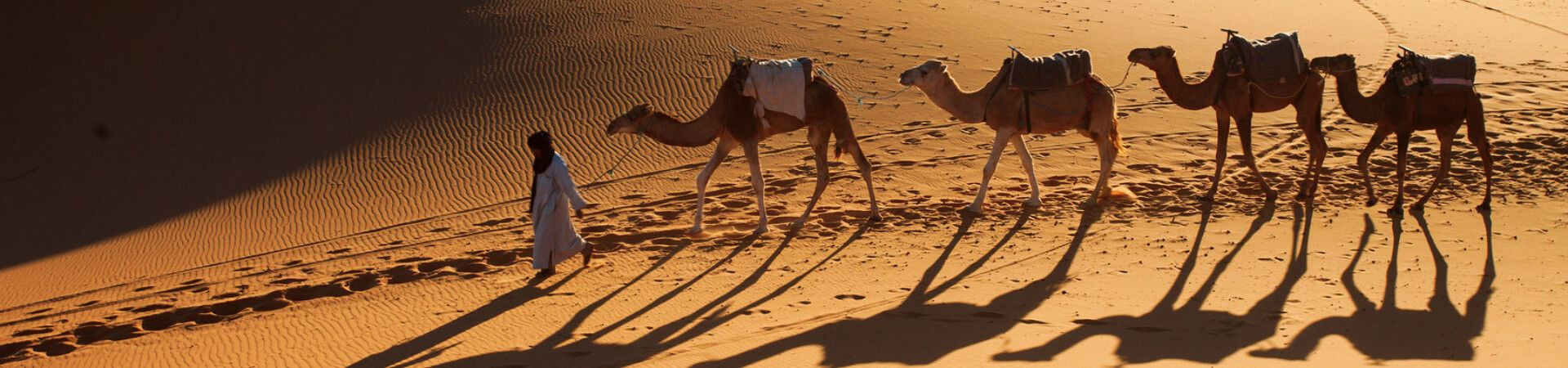 Camel caravan at sunset - Desert, Morocco