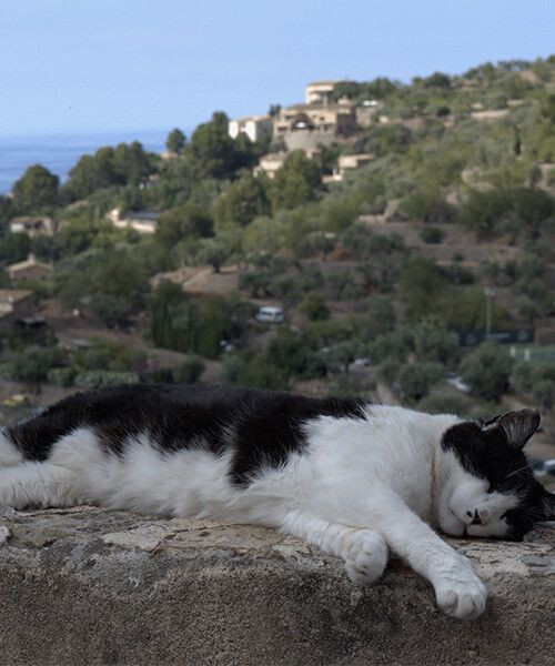 Cat asleep on a stone wall above a Mediterranean hillside village