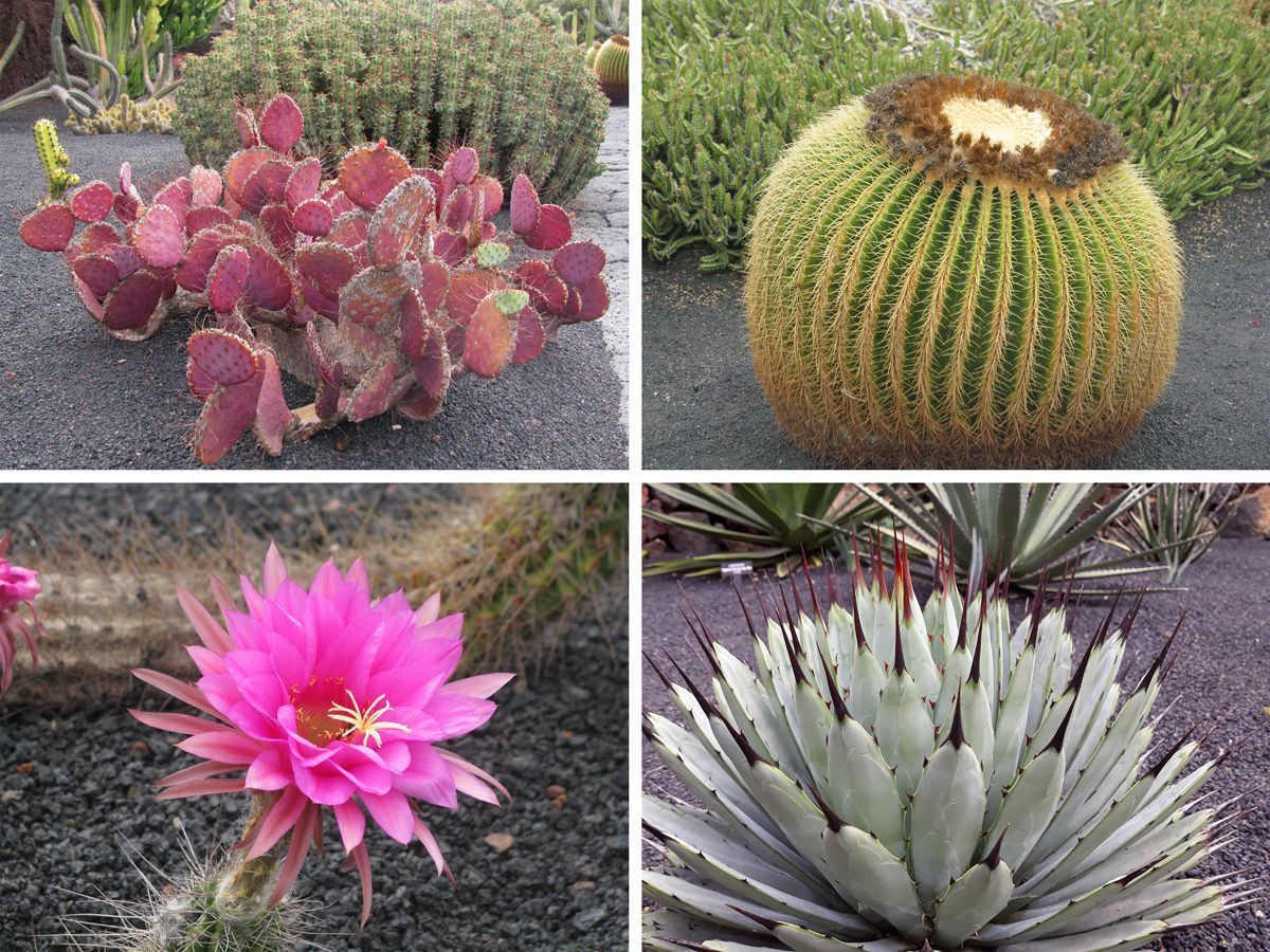 César Manrique's cactus garden