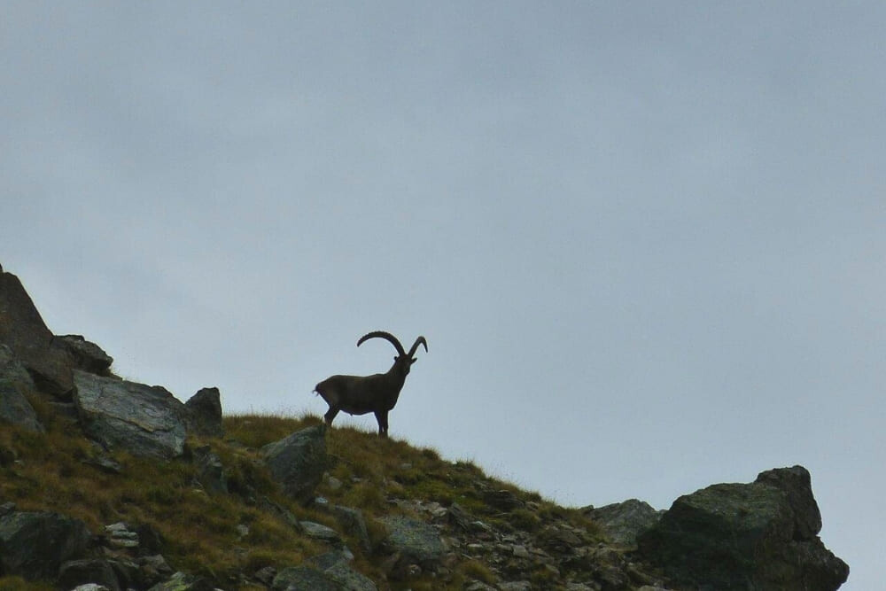 © Laurent Comte Chamois on the Giants' Circuit © Laurent Comte