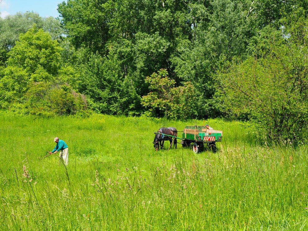Field in Hungary