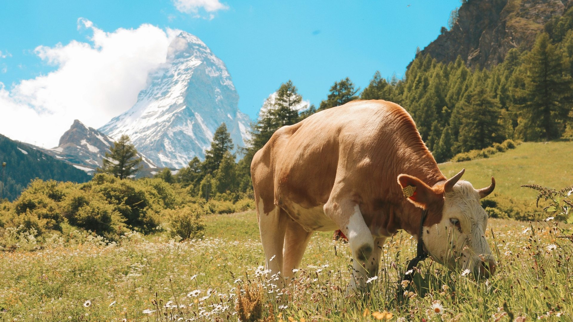 chelp1002-haute-route-west-arolla-to-zermatt-3