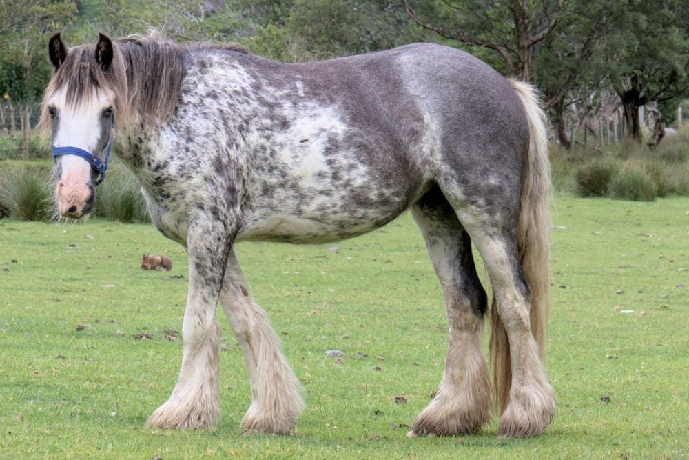 Horse in Ireland © Dominique Boyer