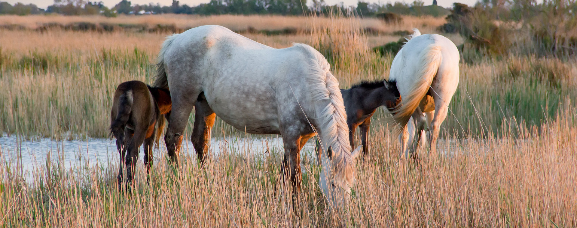 Chevaux de la Camargue