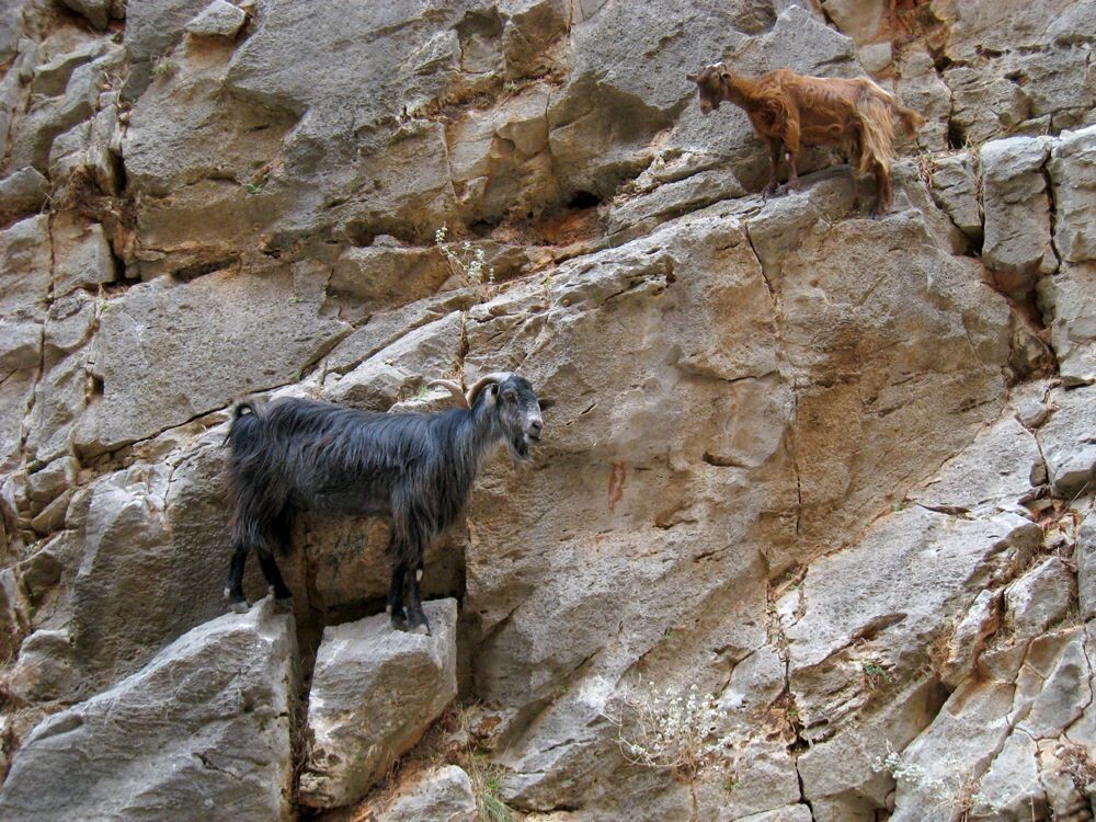 Goats in Aradena Gorges