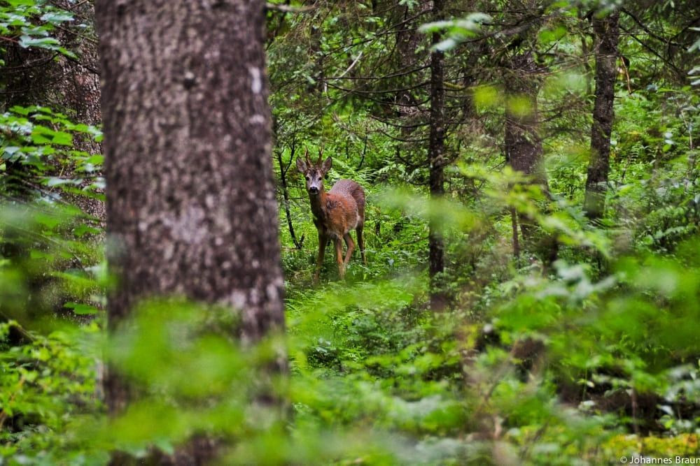 Roe deer near Gosau © Johannes Braun