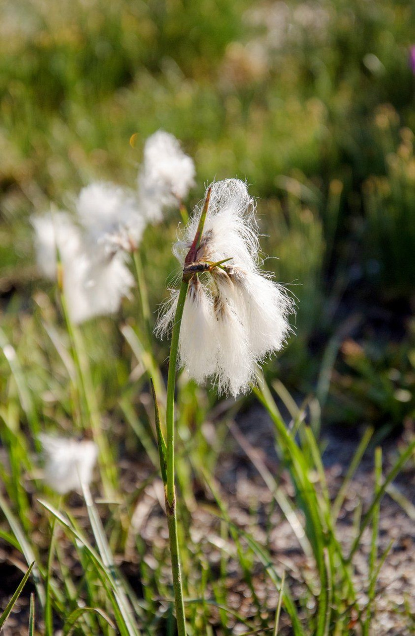 Cottongrass