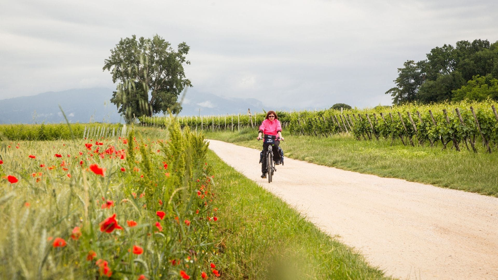 Cyclist on a lane between vineyards and poppies - Alsace - France