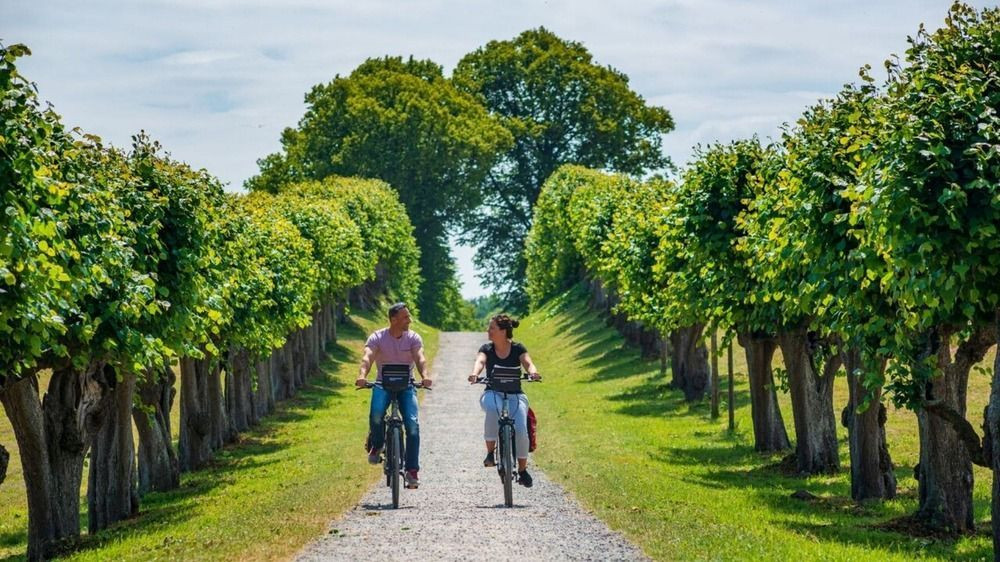 Cyclists on a tree-lined path - Mecklenburg - Germany