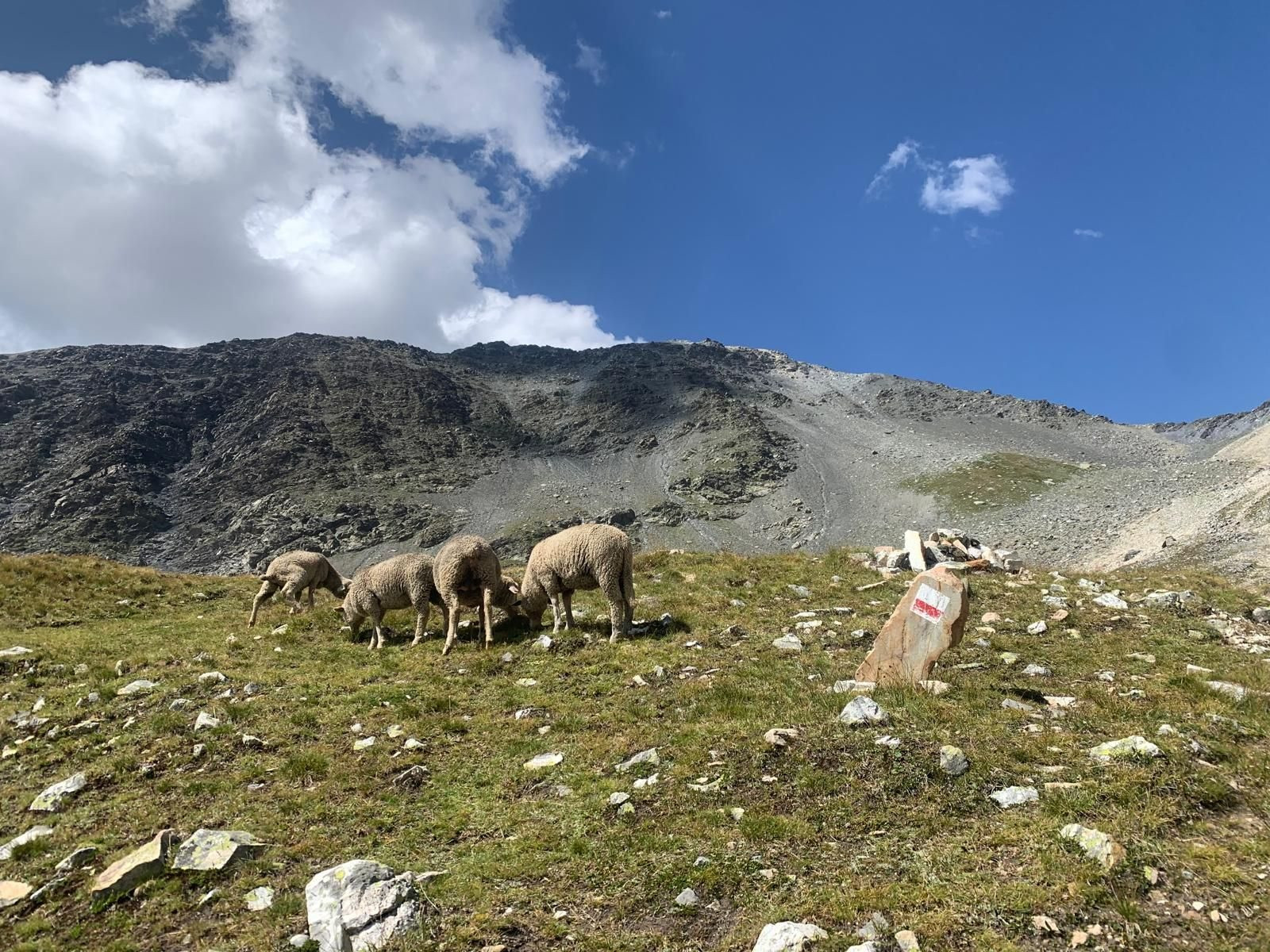 From Pralognan to the Orgère Refuge sheep