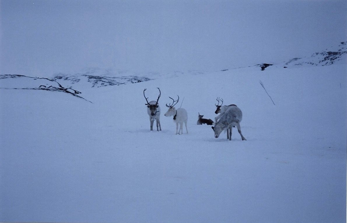 Reindeer in Norway on our path