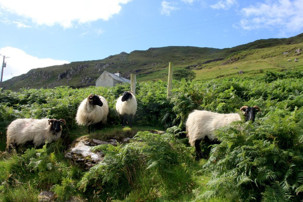 Scottish Blackface sheep at Killary Harbour