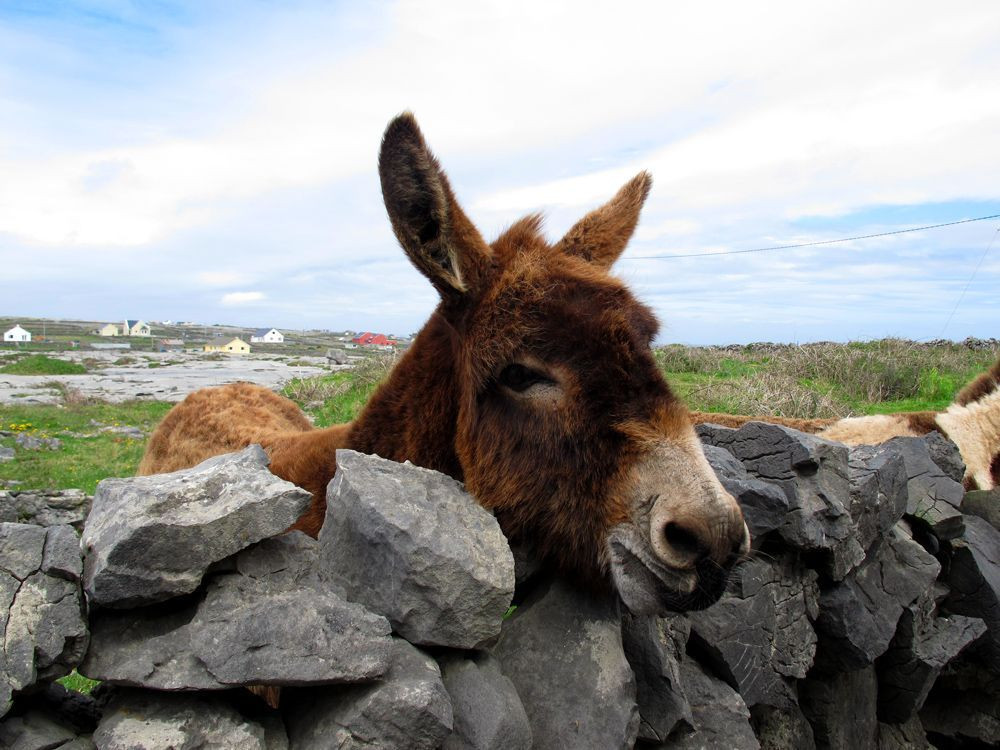 © François Ribard Donkey on Inishmore, the main Aran island in Ireland © François Ribard