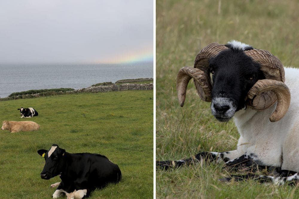 Livestock farming in Ireland © Dominique Boyer