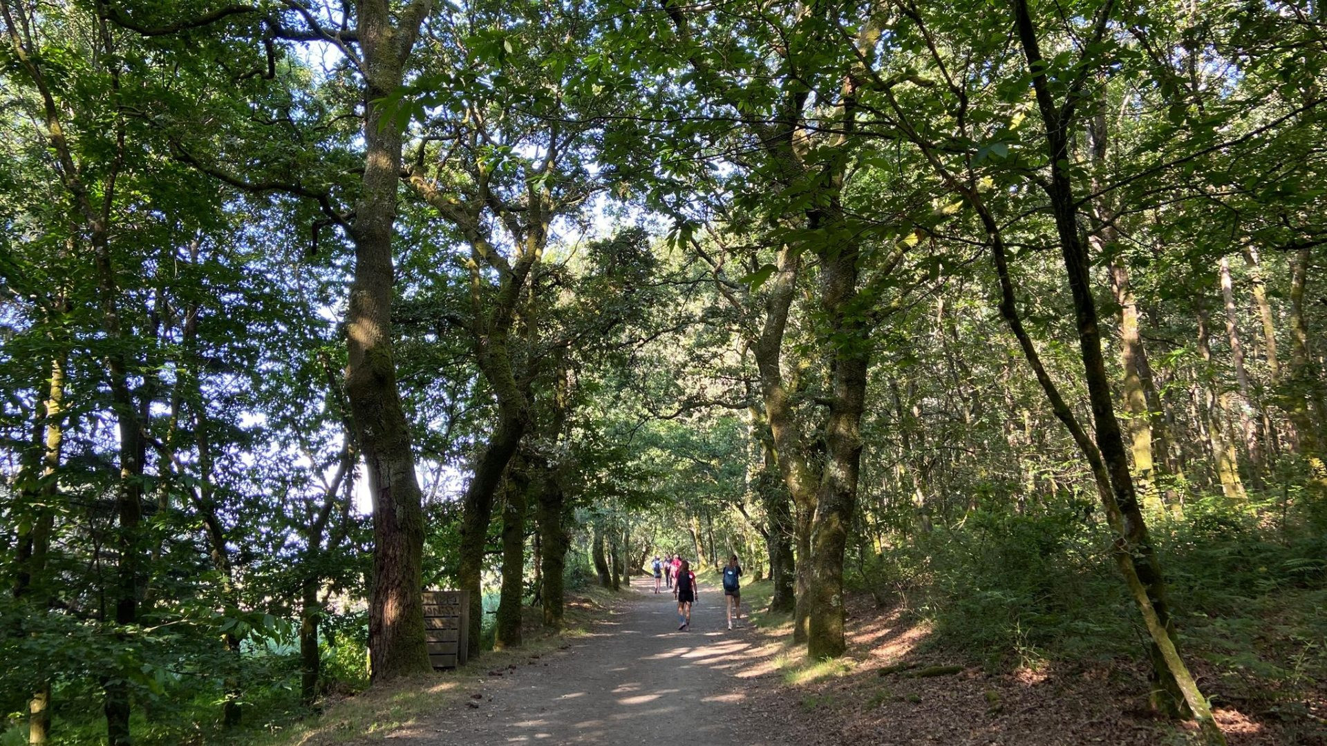 Chemin boise du Camino Frances - Sarria a Saint-Jacques-de-Compostelle - Galice, Espagne