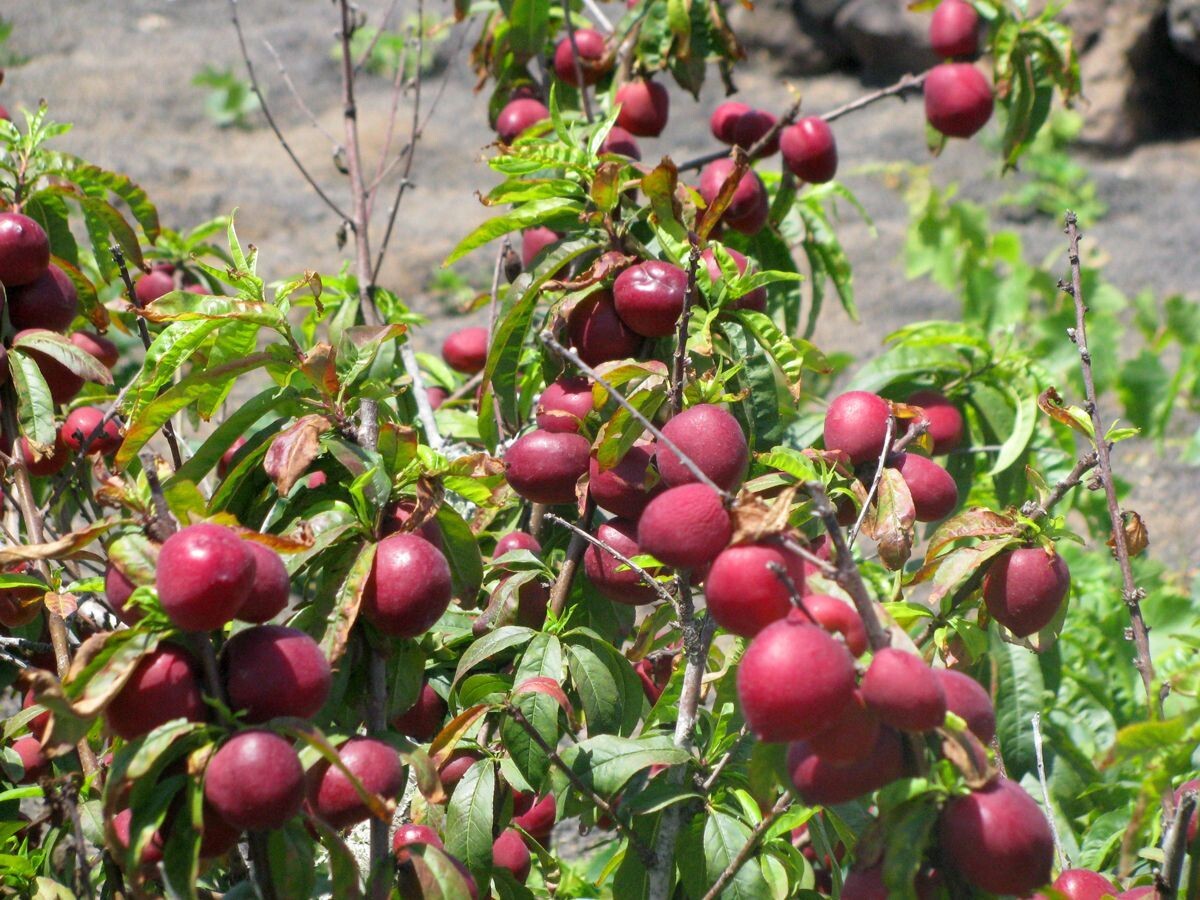 And the red of the nectarines
