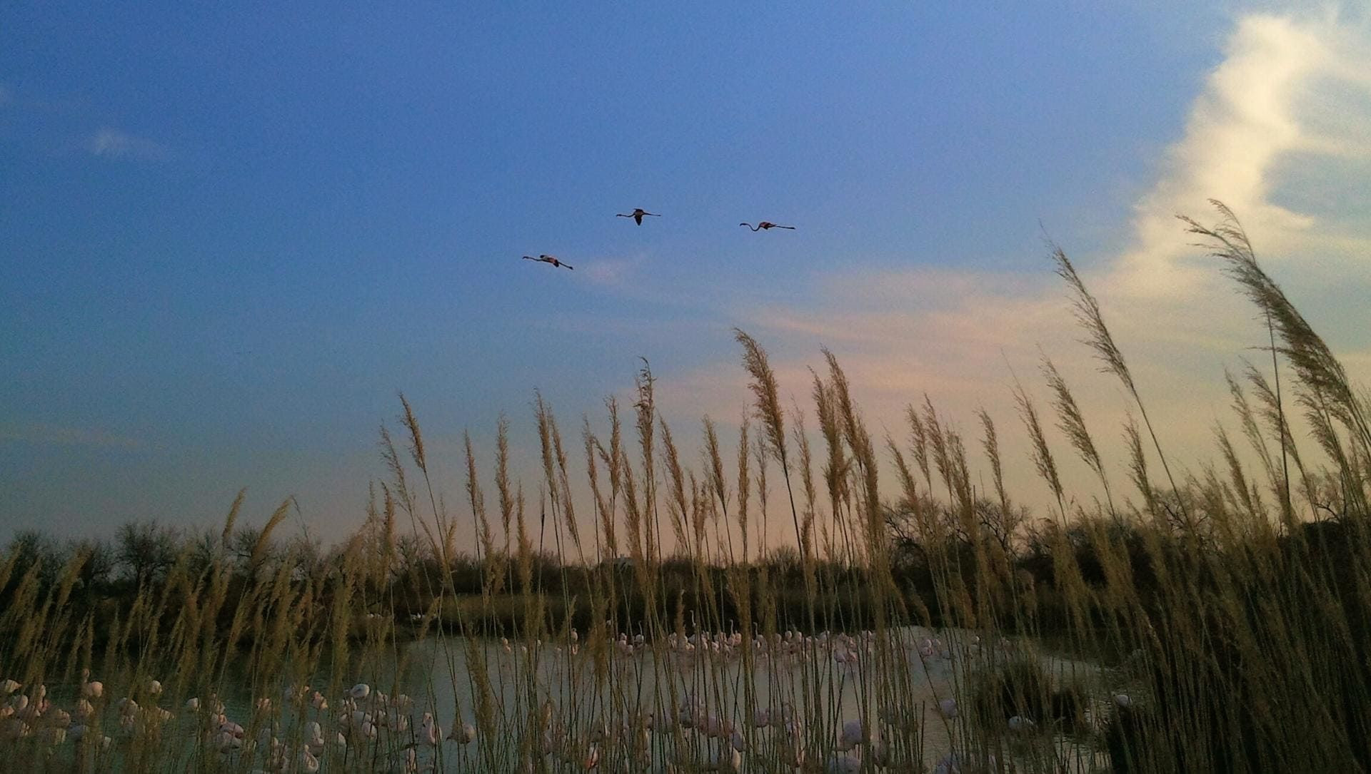 Flamingos flying over a pond - Camargue - France