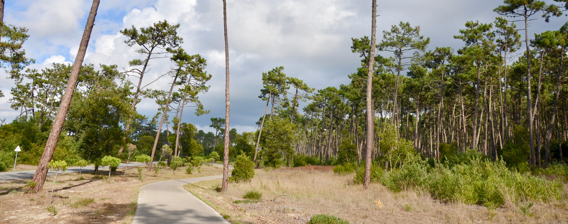 Pine forest in Mira