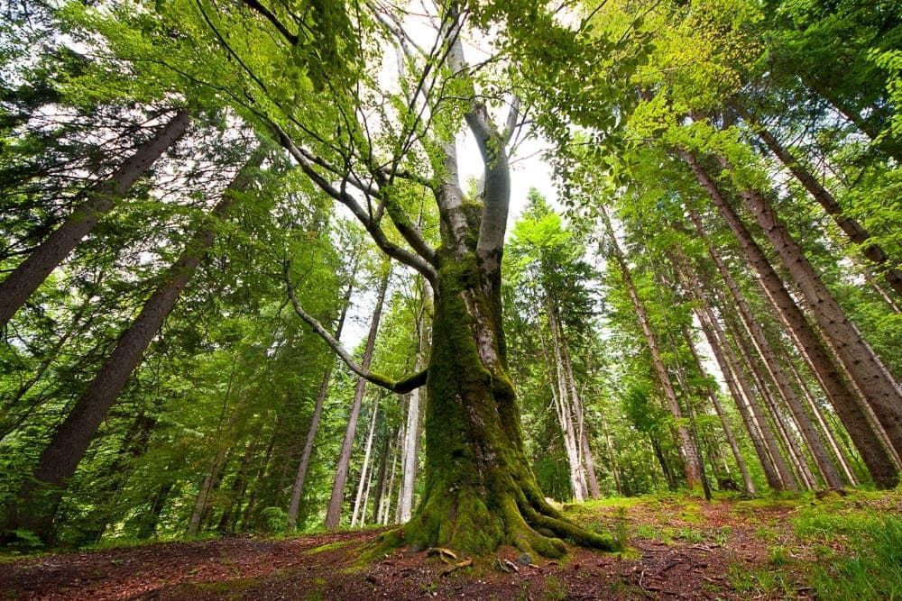 Forest in Bavaria, Germany