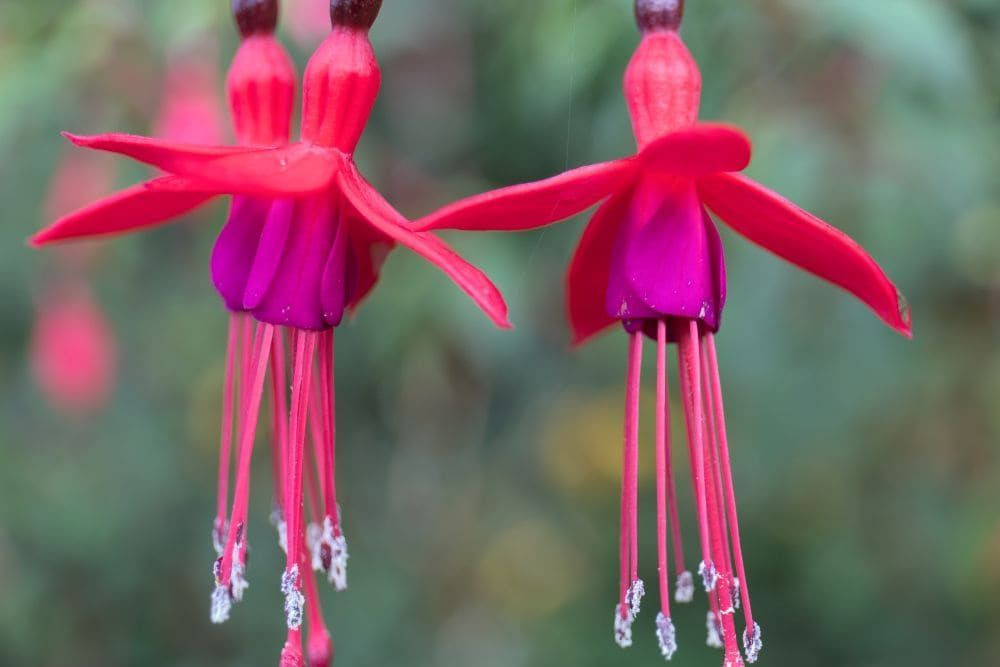 Fuchsias © Dominique Boyer