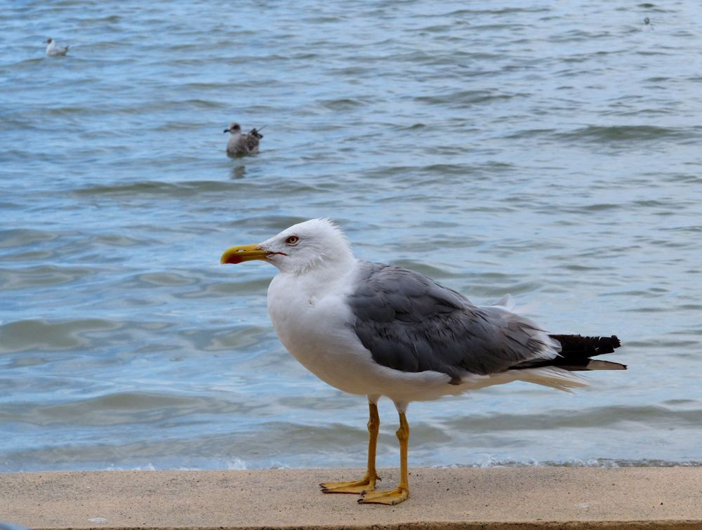 © François Ribard Yellow-legged gull © François Ribard