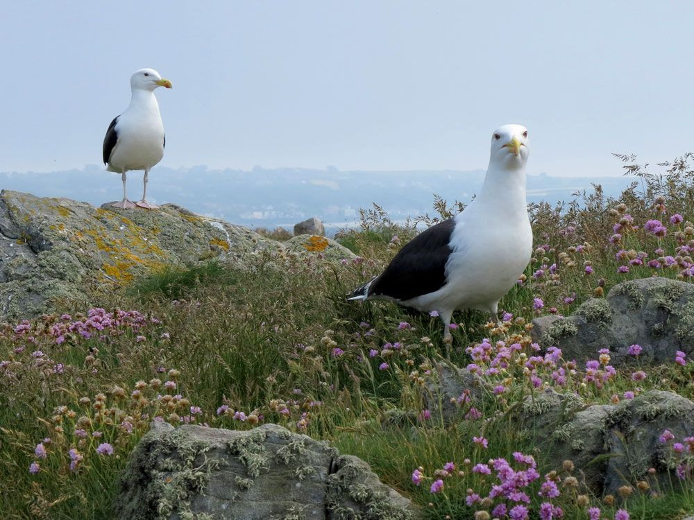 Lesser black-backed gulls © François Ribard