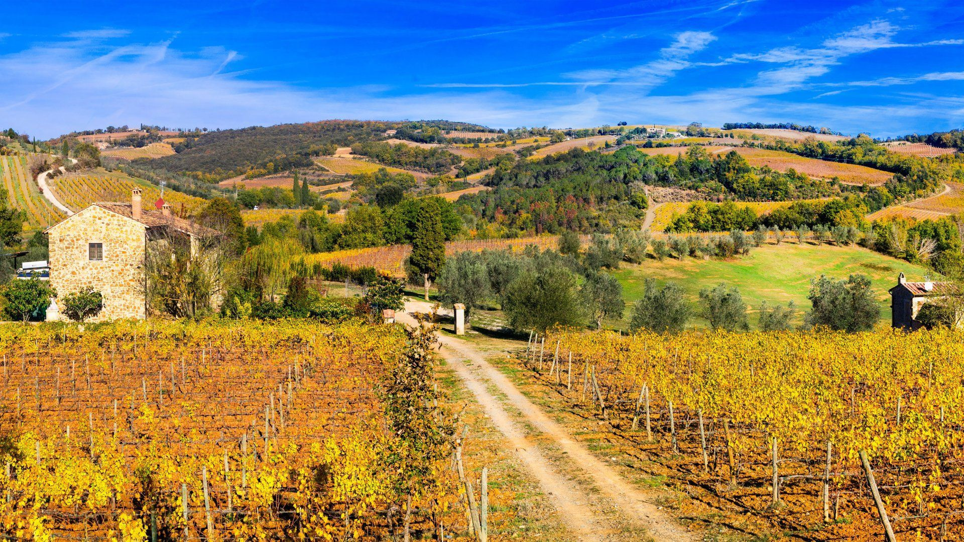 Vignobles dorés et collines en automne - Toscane - Italie