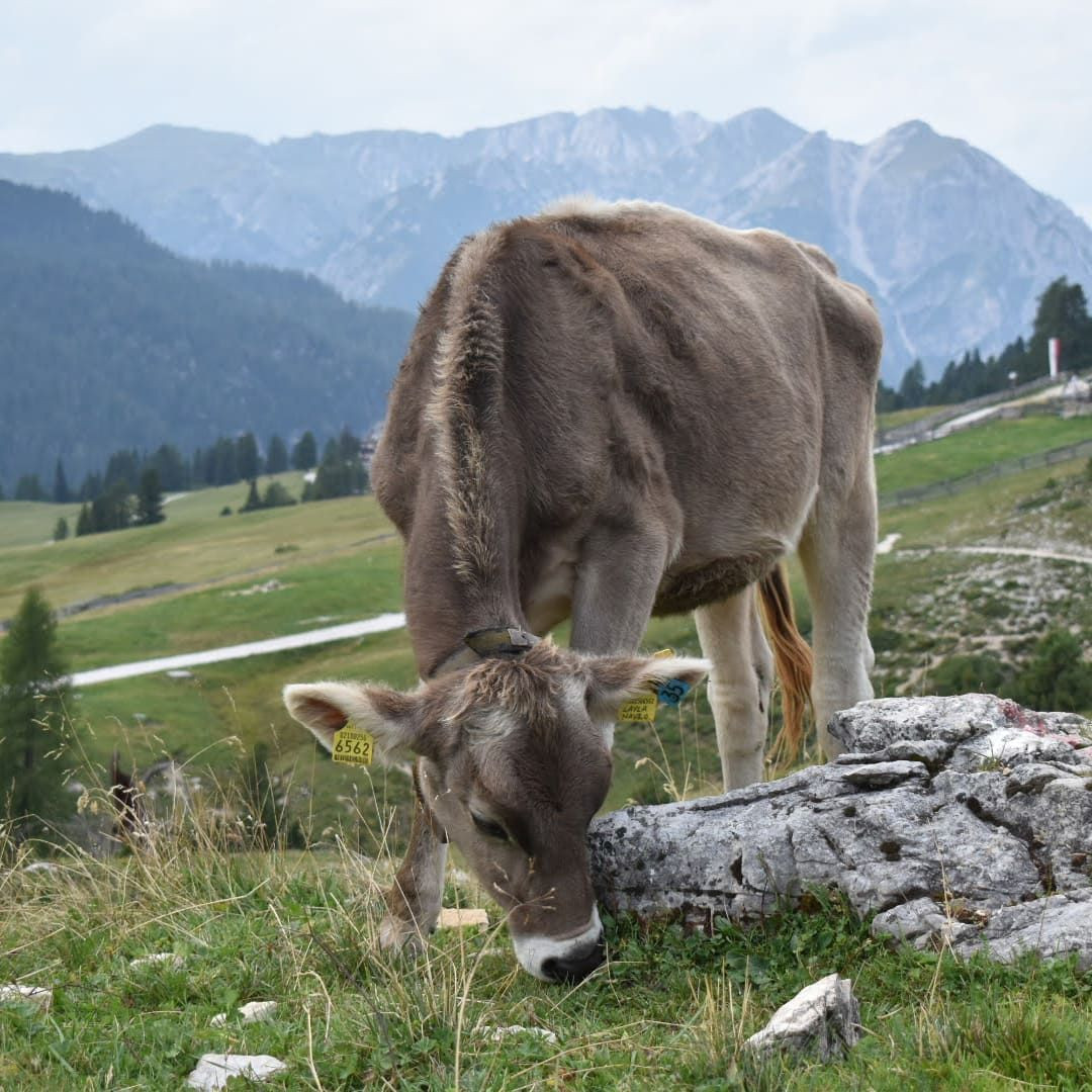 Prato Piazza - Dolomites - © Giovanna Crippa