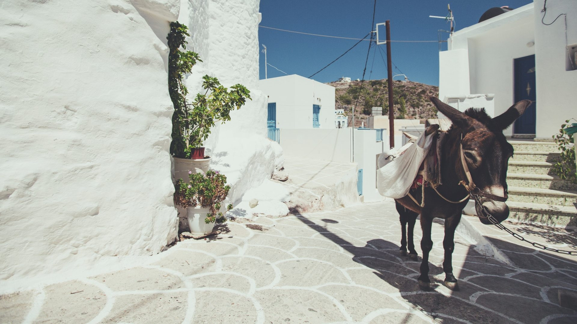 Âne dans une ruelle blanchie d'un village - Kimolos - Cyclades, Grèce