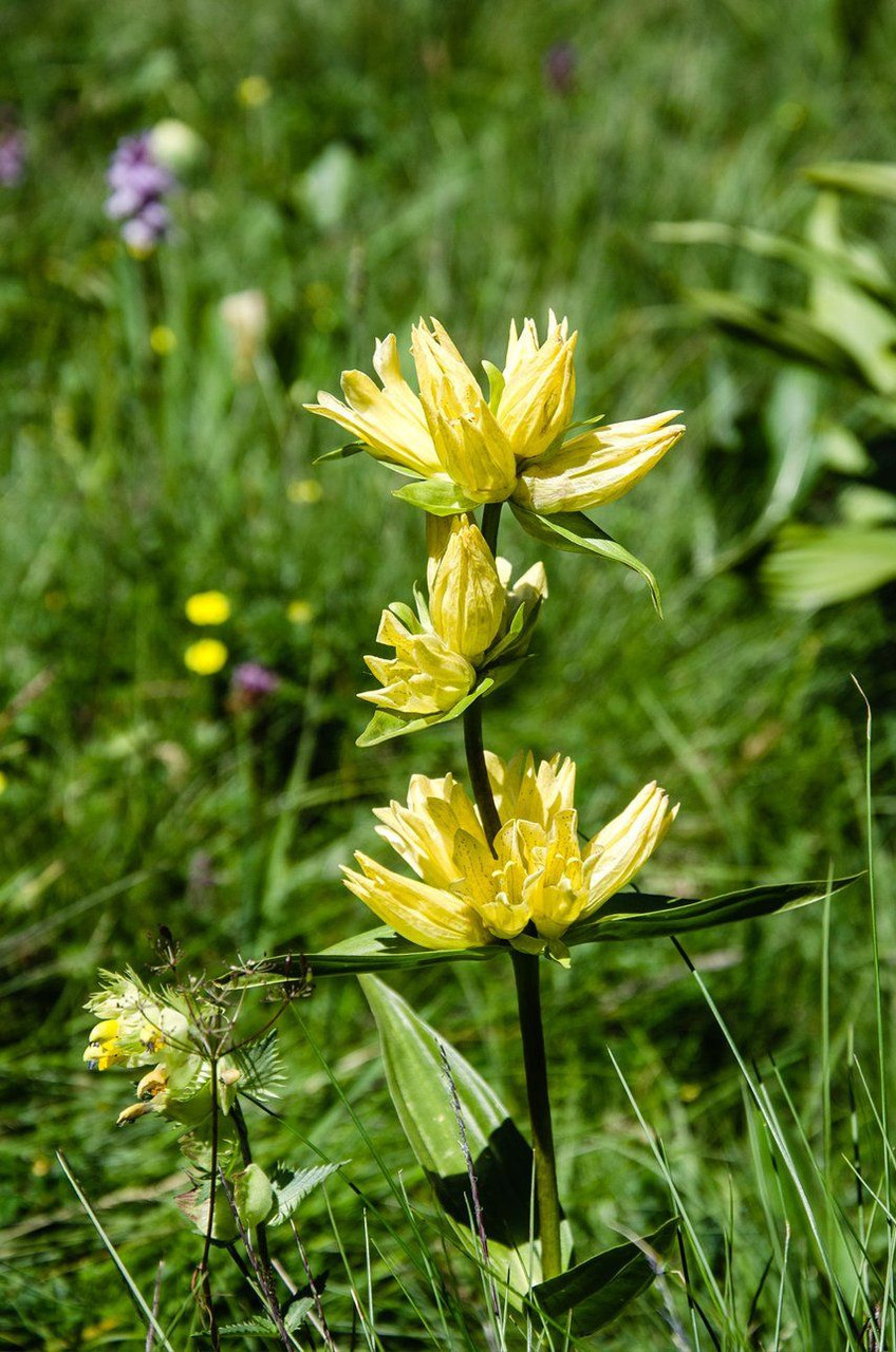 Great Yellow Gentian