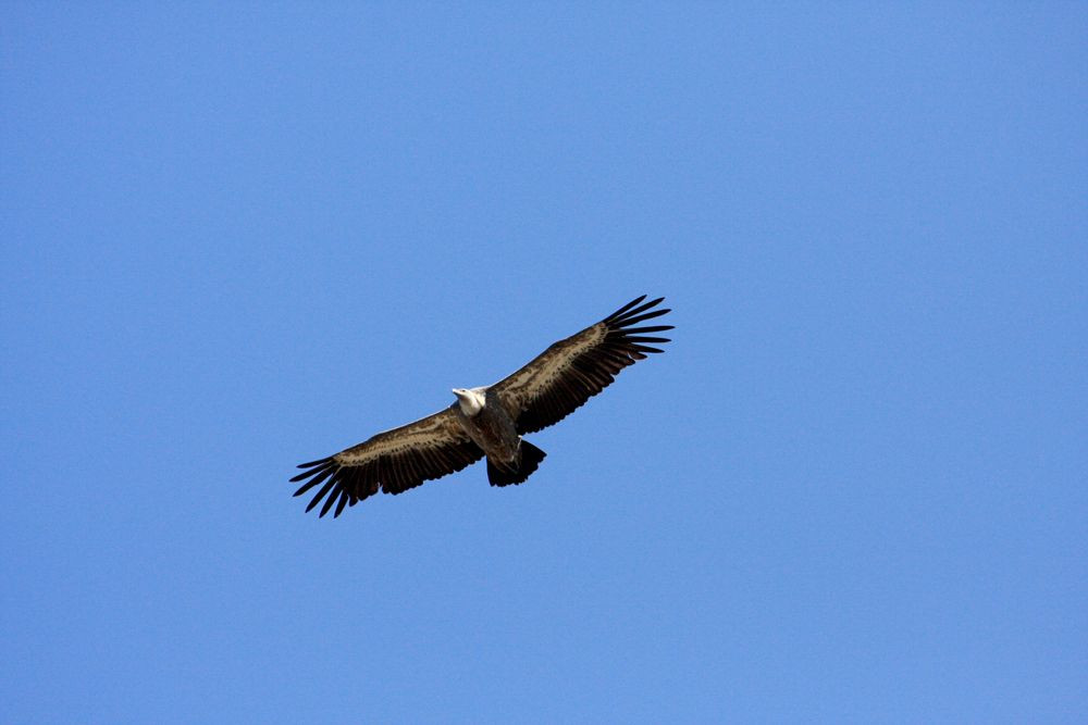 Griffon vulture soaring along the slopes of Gigilos in Crete