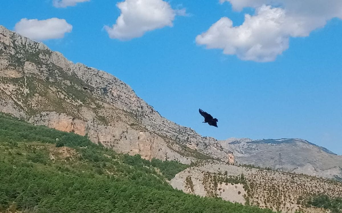 Griffon vulture - Verdon Gorges