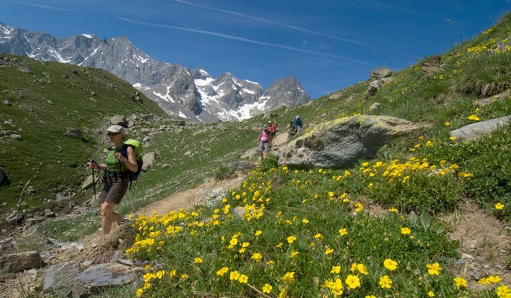 Hikers among alpine flowers - Oisans - Écrins - France
