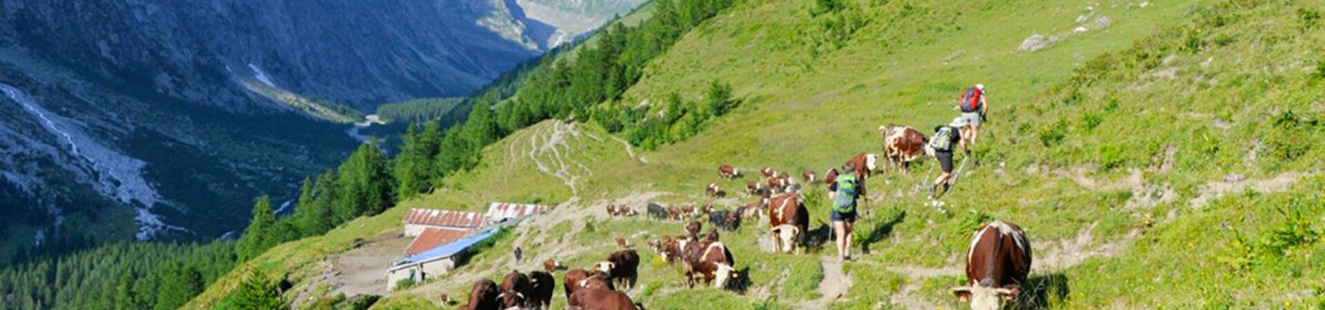 Hikers and cows on the alpine trail - Tour du Mont-Blanc - France